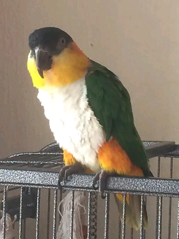 Caiko Caiko - Happy Feathers Parrots Sanctuary and Rescue